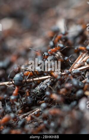 I lavoratori della foresta formiche nel trambusto quotidiano della vita quotidiana. Foto Stock