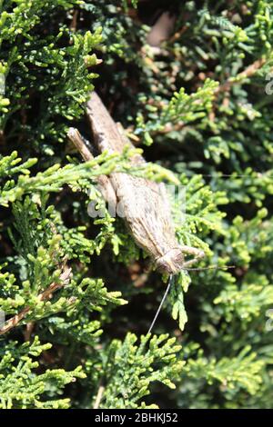 grasshopper su un arbusto di conifere Foto Stock