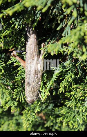 grasshopper su un arbusto di conifere Foto Stock