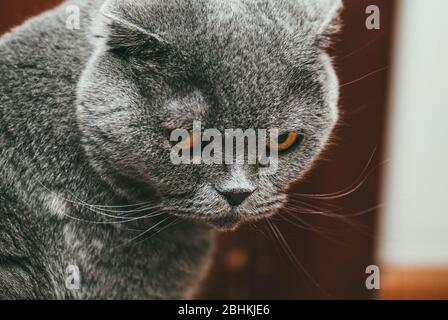 Scottish fold grigio gatto con occhi arancioni, closeup ritratto Foto Stock