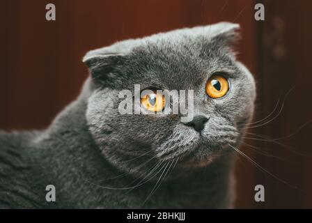 Scottish fold grigio gatto con occhi arancio si siede da solo. Soggiorno a casa coronavirus covid-19 concetto di quarantena Foto Stock