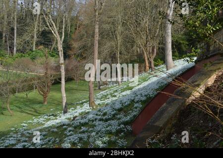 Gocce di neve (Galanthus) che crescono su una riva soleggiata: Fiori bianchi luminosi su foglie verdi, che carpettano una banca erbosa alla base di alti tr individuali Foto Stock
