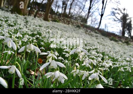 Gocce di neve (Galanthus) su un fondo forestale: Fiori bianchi luminosi su foglie verdi a basso livello in un bosco in inverno Foto Stock