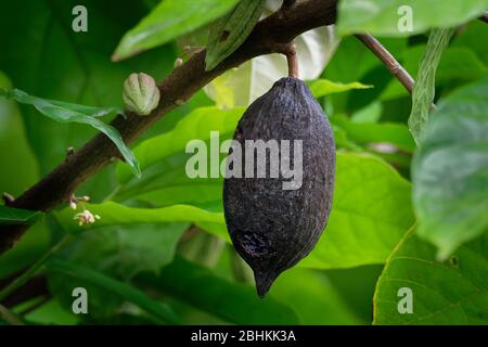 Theobroma cacao, l'albero di cacao e l'albero di cacao, è un piccolo albero sempreverde della famiglia Malvaceae, nativo delle profonde regioni tropicali di Mesoamer Foto Stock