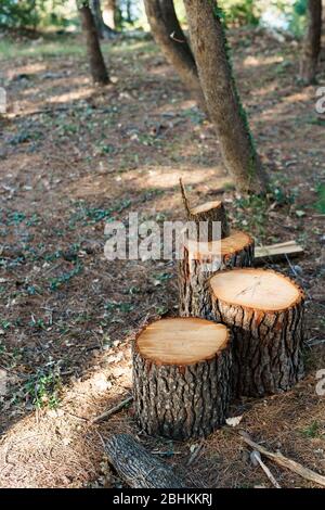 Tronco di albero segato. Il legno grigio è stato tagliato in ceppi nella foresta. Legna da ardere dai pini segati giacciono sul terreno. Tempesta di legno di tronco segato Foto Stock