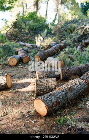Tronco di albero segato. Il legno grigio è stato tagliato in ceppi nella foresta. Legna da ardere dai pini segati giacciono sul terreno. Tempesta di legno di tronco segato Foto Stock