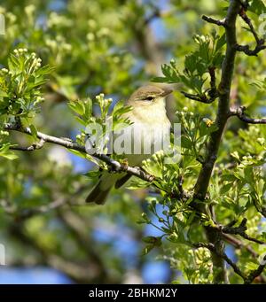 Willow trillo (Phylloscopus trochilus) Foto Stock