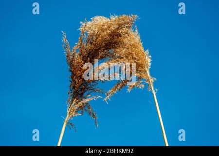 Due canne sullo sfondo blu del cielo Foto Stock