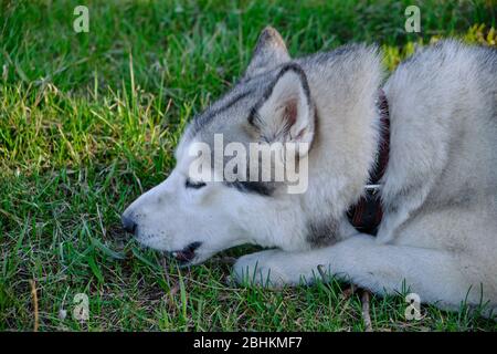 Il cane Husky è adagiato sull'erba verde del Parco Foto Stock