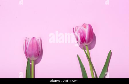 Tulipani rosa e viola su sfondo rosa. Foto Stock