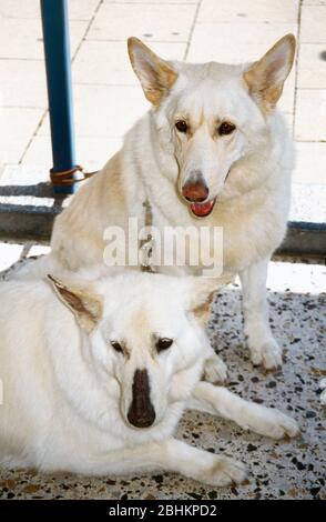 Due cani pastori tedeschi bianchi Foto Stock