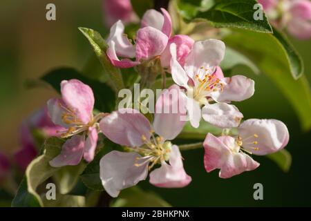 Fiori bianchi di colore rosa sul "Golden Hornet" di Malus in primavera. Foto Stock