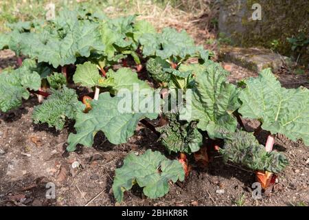 Rhubarb coltivato in casa su un plot di verdure in primavera Sunshine Foto Stock