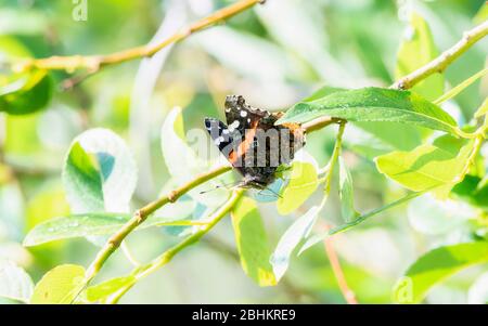 Una bella rossa, bianca e nera, l'ammiraglio Butterfly (Vanessa atalanta) arroccato sulla vegetazione verde nel Colorado settentrionale Foto Stock