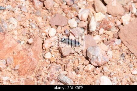 Un'unica Dryudella Wasp con enormi occhi blu e lunghe antenne nere arroccate sul Rocky Ground nel Colorado settentrionale Foto Stock