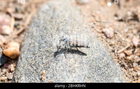 Robber Fly a tre bande (Stishopogon trifasciatus) arroccato su una roccia in attesa di Prey nel Colorado settentrionale Foto Stock