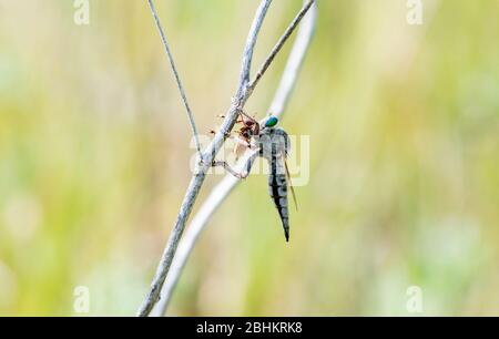 Promachus Robber Fly con grandi occhi verdi che tiene una Fly a testa spessa (Conopidae) che ha catturato e ucciso nel Colorado orientale Foto Stock