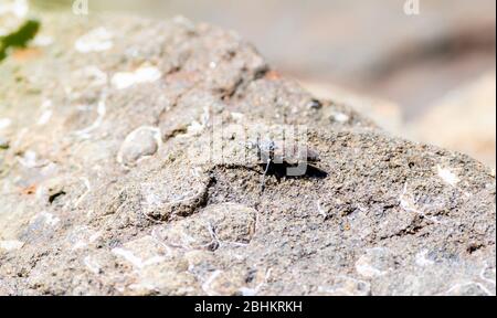 Un Robber Fly a tre bande (Stishopogon trifasciatus) arroccato su rocce in attesa di Prey a caccia nel sud del Colorado Foto Stock