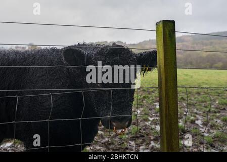 Un giovane bestiame Highland nero riccio con l'anello di ottone si trova in un campo fangoso il lato sicuro di una recinzione. Foto Stock