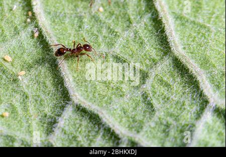 Una formica e alcuni afidi su un congedo verde Foto Stock