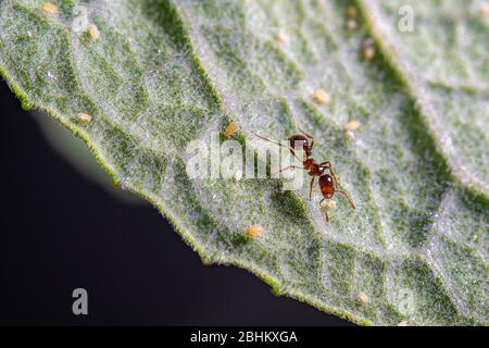 Una formica e alcuni afidi su un congedo verde. Foto Stock