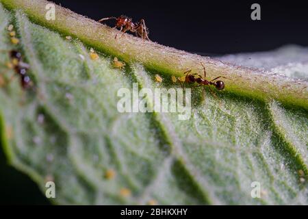 Due formiche e alcuni afidi in un congedo verde. Foto Stock