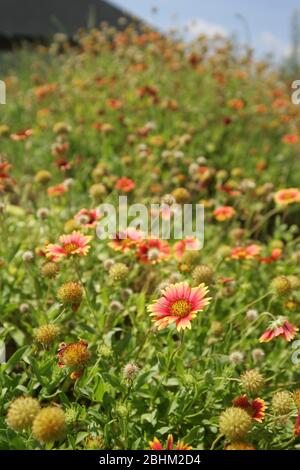 Molti Gaillardia grandiflora fioriscono a Shimen, Taiwan Foto Stock