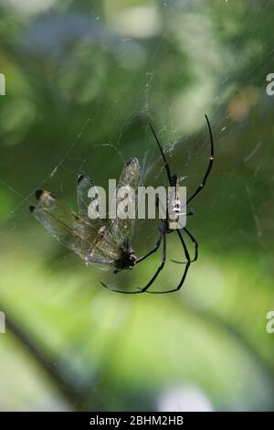 Primo piano di un ragno di Orchard mangiare una libellule a Taipei, Taiwan Foto Stock