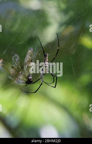 Primo piano di un ragno di Orchard mangiare una libellule a Taipei, Taiwan Foto Stock