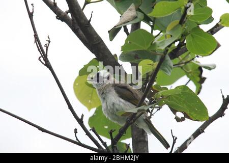 Giorno nuvoloso di una bul sfracassata seduta su un brunch e cantare a Yilan, Taiwan Foto Stock