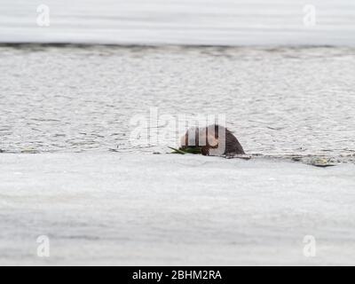 Quebec, Canada. Un castoro che mangia lilly pad radici in primavera su un lago ghiacciato Foto Stock