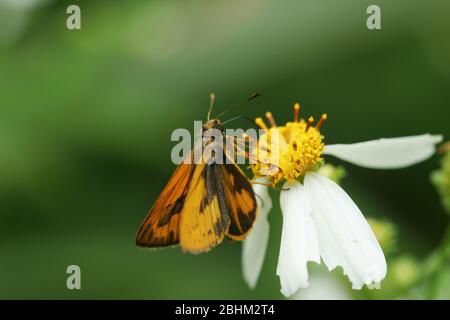 Primo piano di una farfalla Fiery Skipper a Taipei, Taiwan Foto Stock