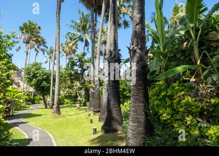 Percorso attraverso splendidi giardini tropicali ben tenuti con file di palme tropicali Foto Stock