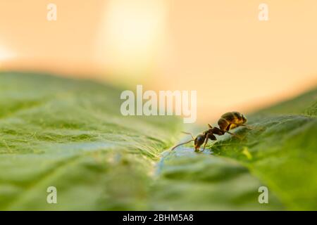 Piccola formica nera isolata su una foglia verde di acqua potabile Foto Stock