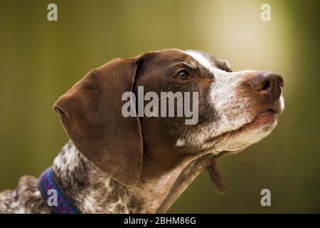 Ritratto di un cane tedesco a lancetta Foto Stock
