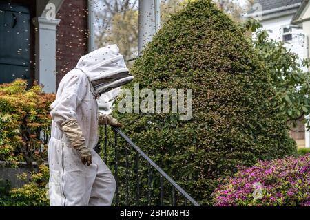 Apicoltore che cerca di una colonia di api da miele (Apis mellifera) da shrubbery. Foto Stock