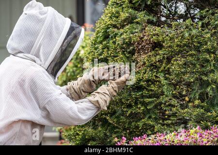 Apicoltore muove una colonia di api da miele (Apis mellifera) Foto Stock