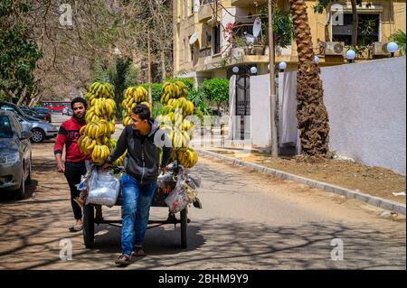 Venditore di strada che vende mazzi di banane appena selezionati per le strade del sobborgo del Cairo, Maadi Foto Stock