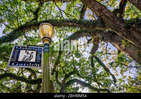 Il sole splende attraverso querce vive nello storico Oakleigh Garden District, 24 aprile 2020, a Mobile, Alabama. Foto Stock