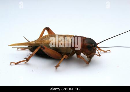 Grilli di campo nero, Gryllus bimaculatus, Foto Stock