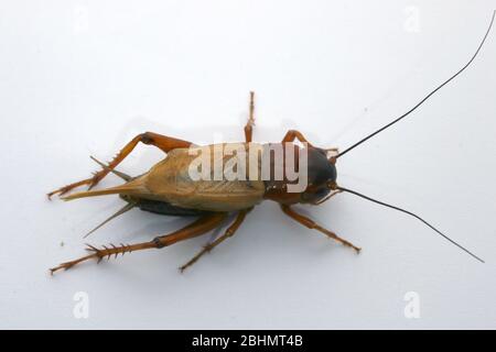 Grilli di campo nero, Gryllus bimaculatus, Foto Stock