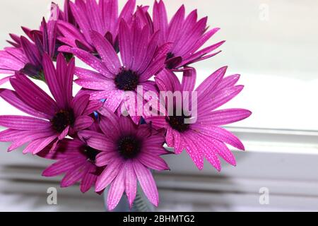 Bella disposizione di margherite viola con sfondo bianco. Foto Stock
