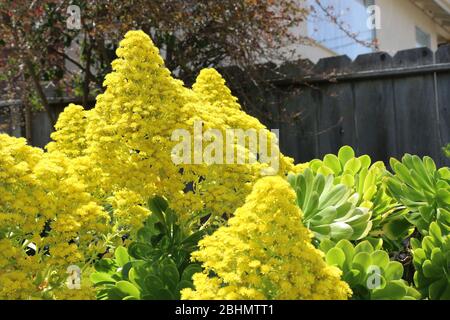 Arboreum succulente di eonio con grandi fiori gialli. Foto Stock