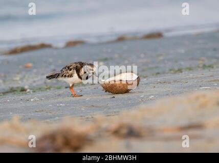 Il ruddy tornstone (Arenaria interpres) che prova cocoat lavato sulla spiaggia di Galveston Foto Stock