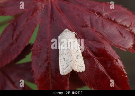 Una Moth in polvere di Quaker, l'Ortossia gracilis, arroccata su una foglia rossa di Acer Tree in primavera. Foto Stock