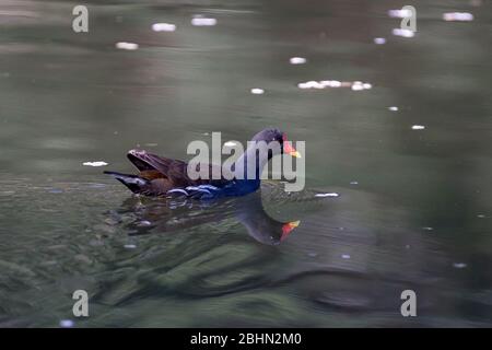 Un moorhen comune (Gallinula chloropus) nuoto in un lago nel parco Izumi no Mori, Kanagawa, Giappone Foto Stock