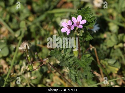 Una pianta di fioriture comune Stork's-Bill, il cicutarium di Erodium, che cresce nel selvaggio nel Regno Unito. Foto Stock