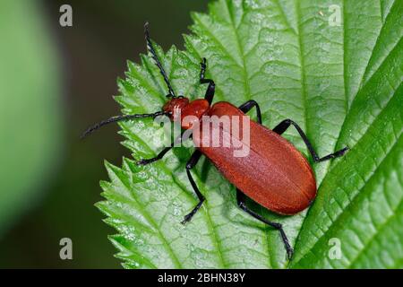 Red-headed Cardinale Beetle - Pyrochroa serraticornis sulla lamina Foto Stock