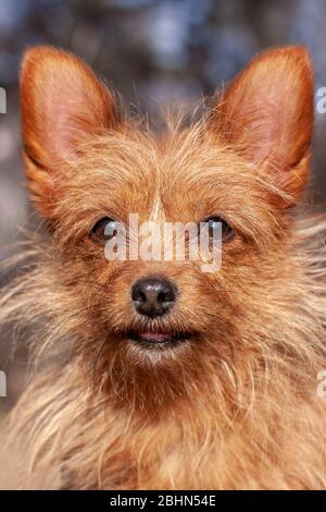 Ritratto di un divertente Yorkshire Terrier con grandi orecchie e lunghi capelli rossi cuoditi. Guarda la fotocamera. Sfondo sfocato. Verticale. Foto Stock