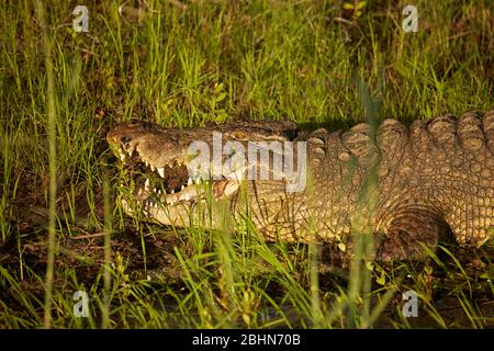Coccodrillo sul fiume Zambezi, vicino alle cascate Vittoria, Zimbabwe, Africa Foto Stock